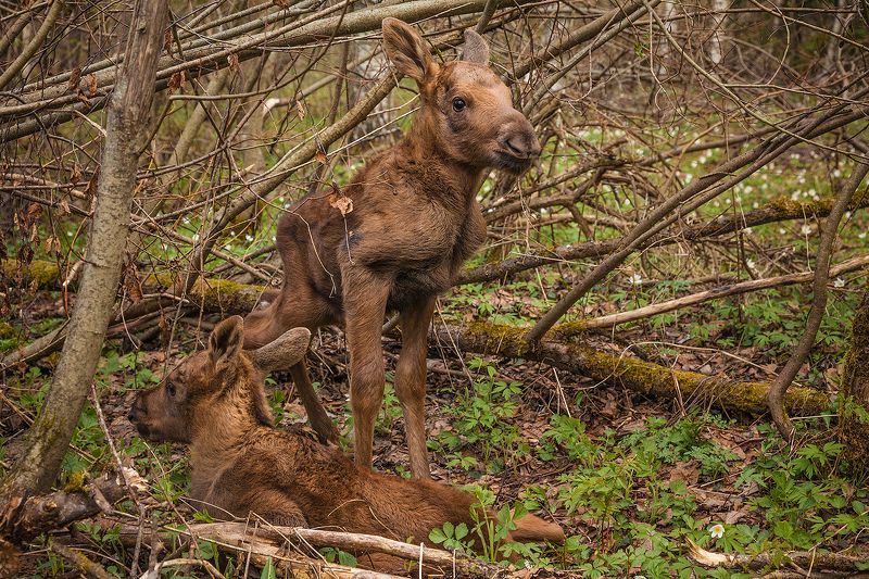 Мохнатая парочкаphoto preview