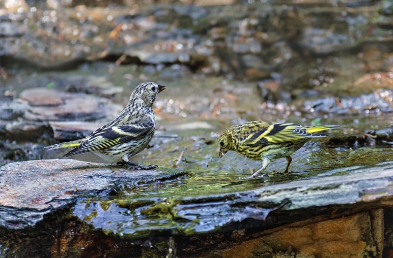 птица, чиж, водопой, ручей, Чижи..photo preview