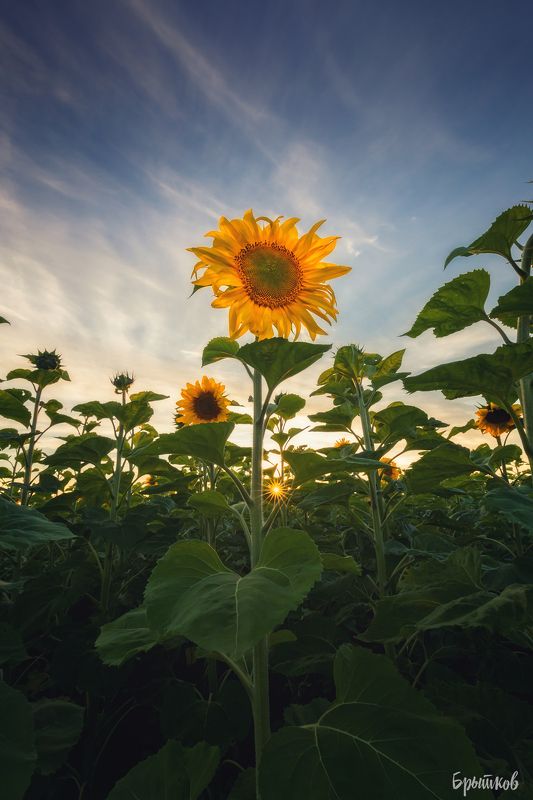 Подсолнухиphoto preview