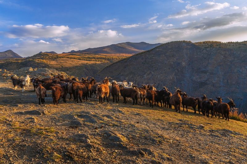 алтай,перевал,кату-ярык ***photo preview