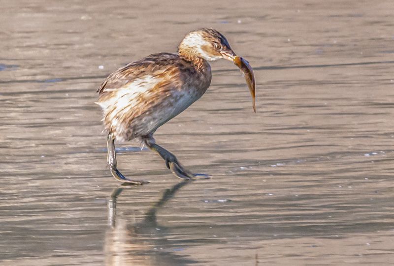 малая поганка, кисловодск, птицы, зима Рыбачокphoto preview