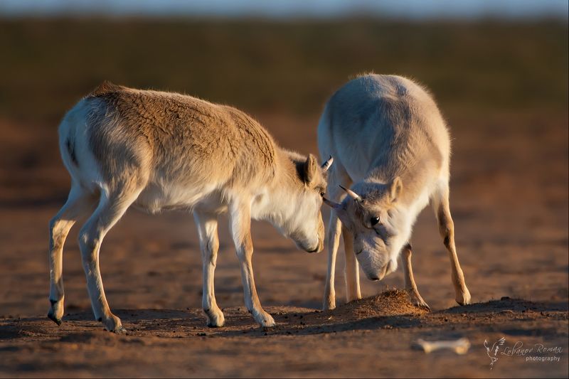 Сайгак Степной Лобанов * * *photo preview