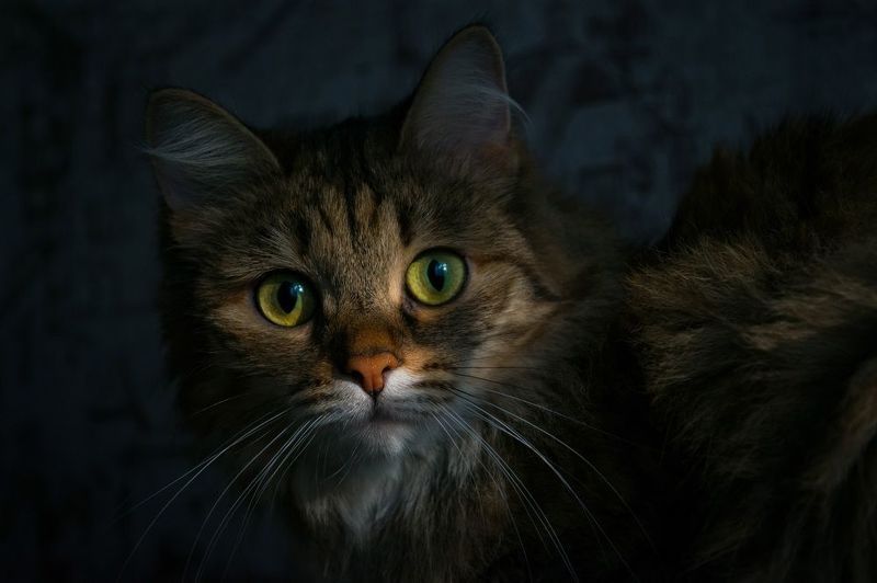 В тениphoto preview