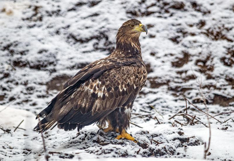 беларусь, красный бор, зима, птицы, орлан-белохвост Орлан-белохвостphoto preview