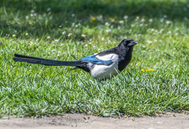 кисловодск, птицы, сорока Сорокаphoto preview