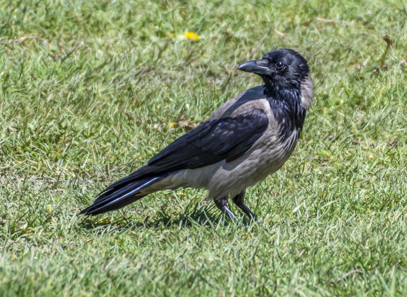 кисловодск, весна, птицы, серая ворона Серая воронаphoto preview