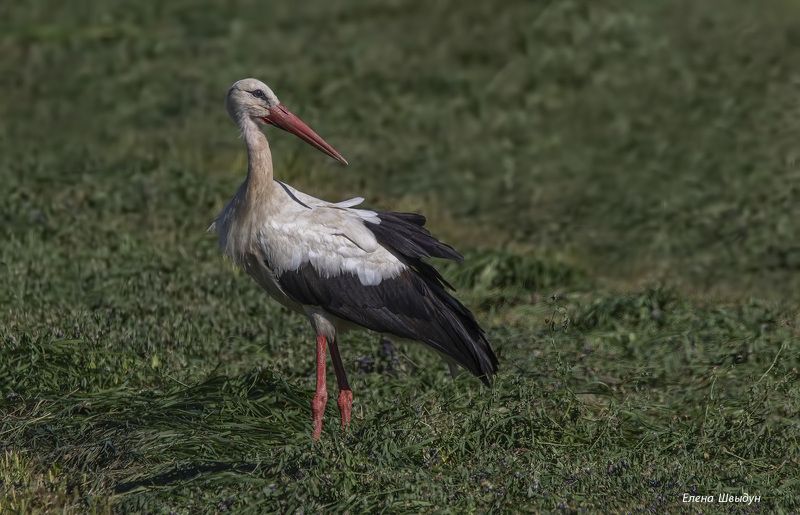 bird of prey, animal, birds, bird, animal wildlife, nature, animals in the wild, белый аист, аист, white stork, птицы, птица Белые аистыphoto preview