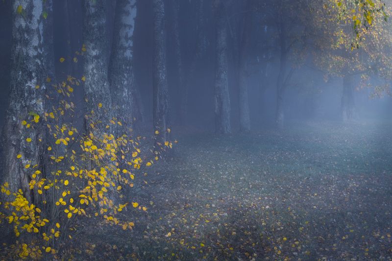 ********photo preview