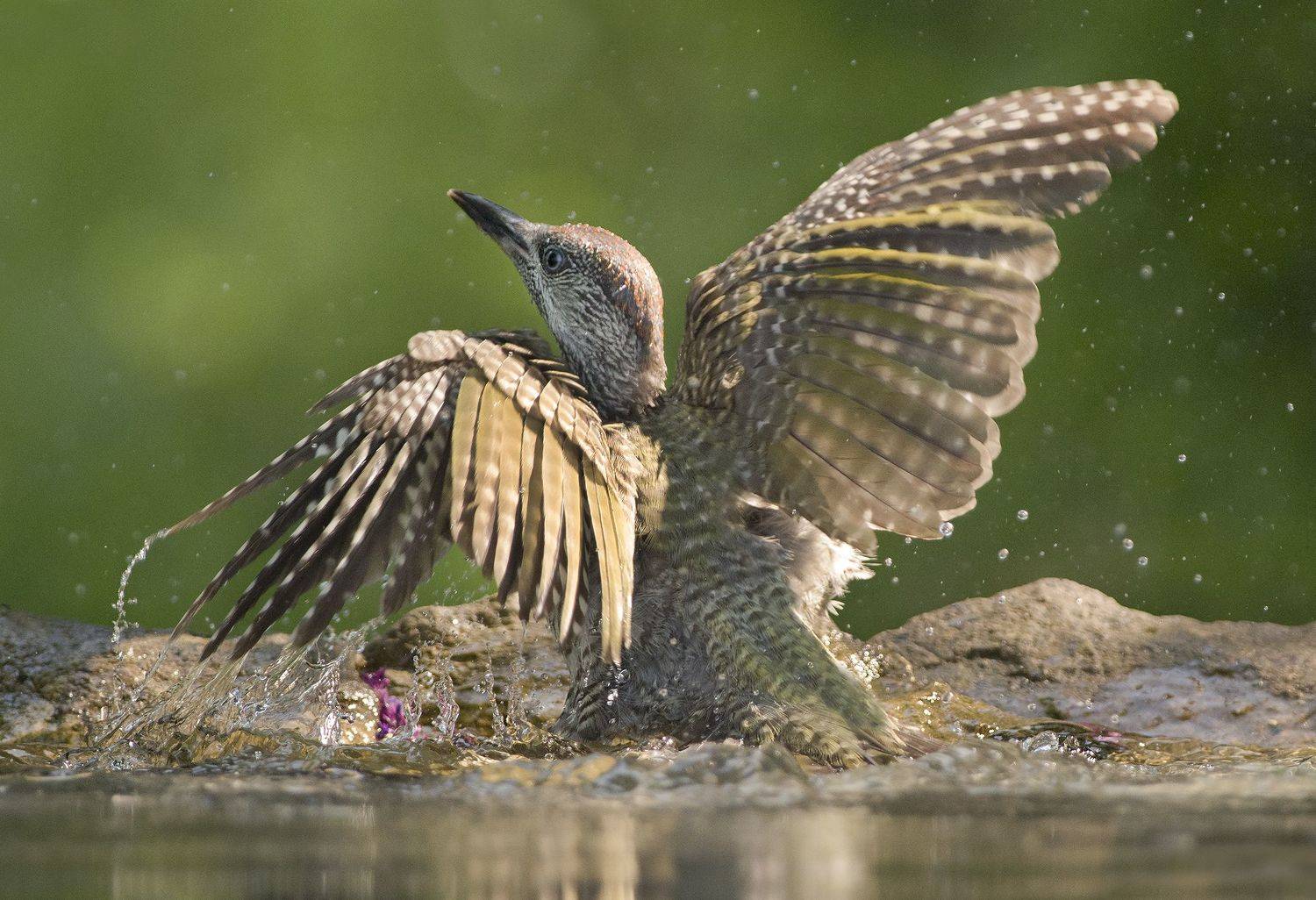 Mолодой зеленый дятел. Автор: Евгени Стефанов , Евгени Стефанов