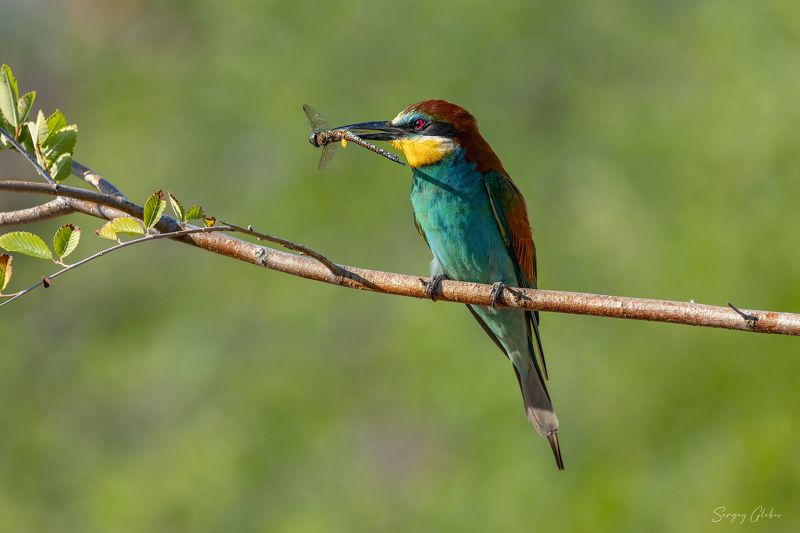 щурка, птицы, пернатые Золотистая щуркаphoto preview