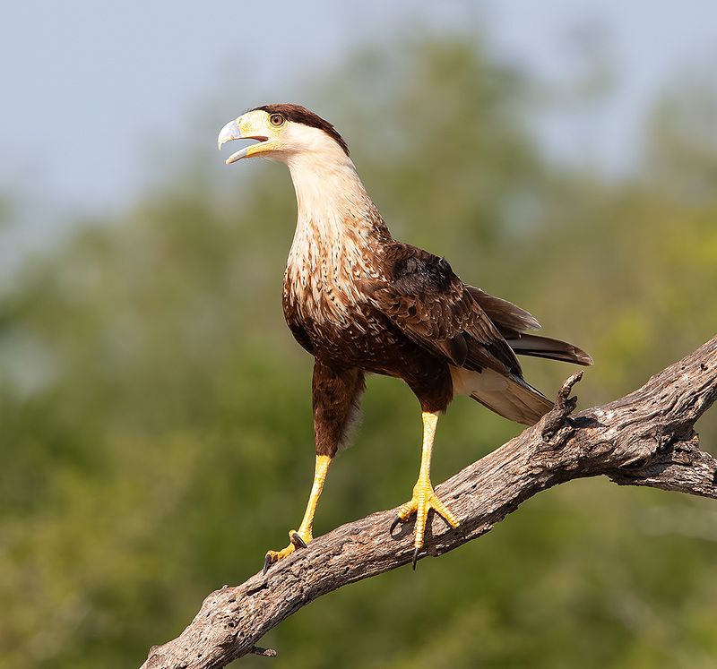 каракара, crested caracara, хищные птицы, техас Молодая Каракара - Crested Caracaraphoto preview