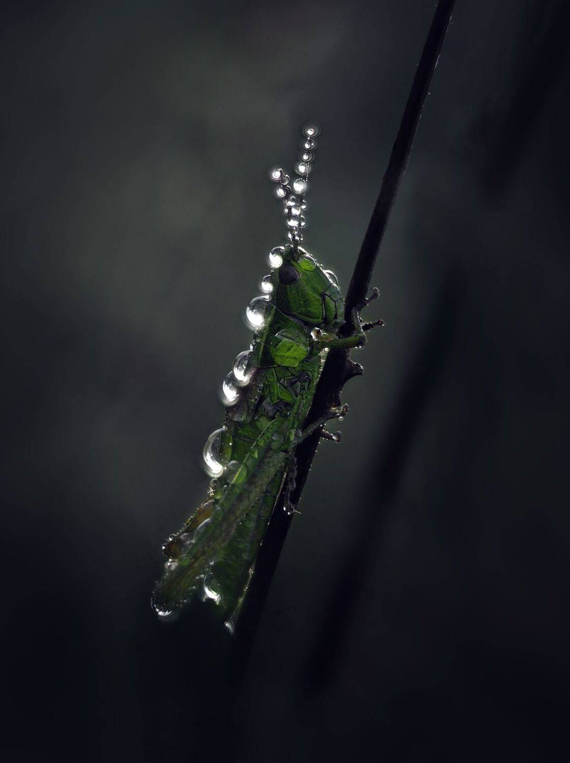 , Баранов Олег