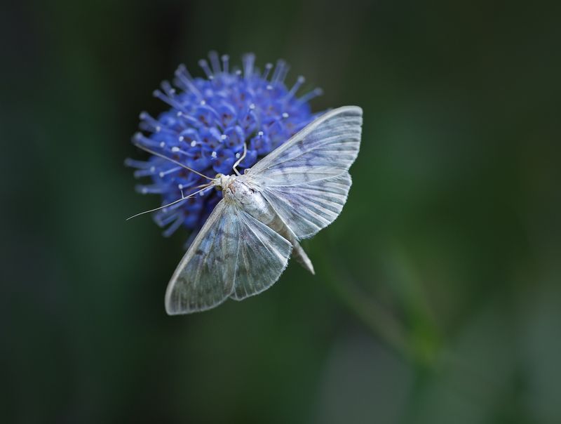 Вечерняяphoto preview