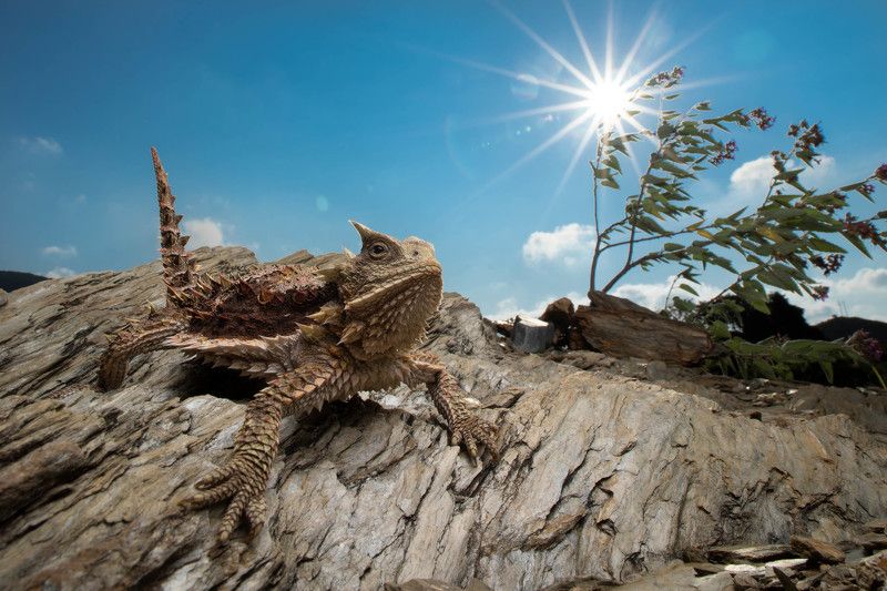 #lizard #hornedlizard in the rays of the sunphoto preview