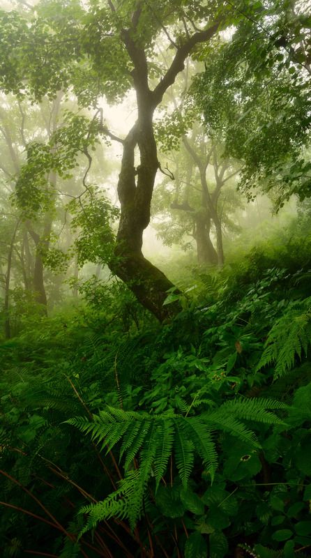 приморский край Утро в лесу.photo preview