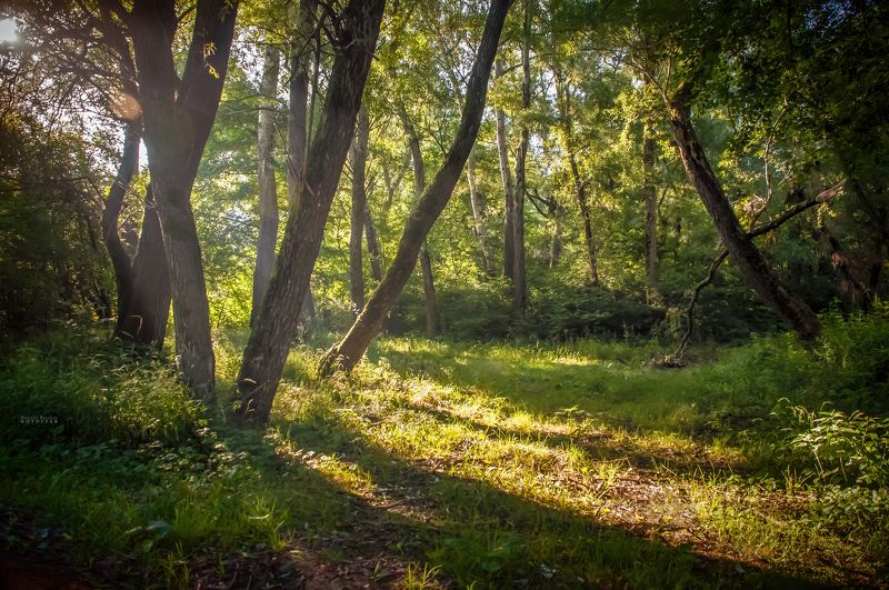 пейзаж, лес, утро, рассвет, лучи Утро в лесной чащеphoto preview