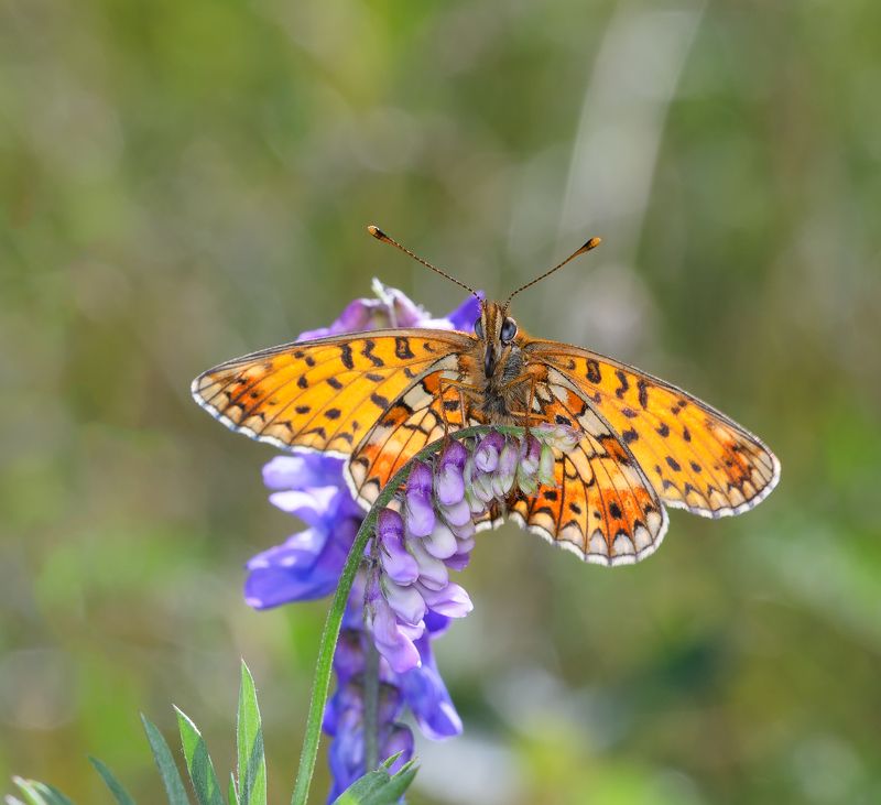 шашечницы, melitaea, нимфалиды, nymphalidae, бабочка Шашечницаphoto preview
