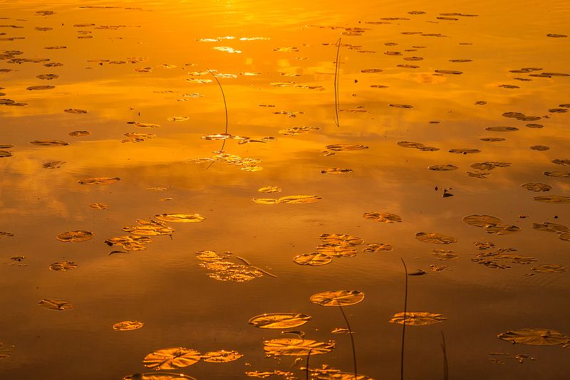 Золото уходящего дняphoto preview