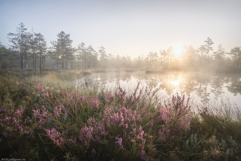 цветущее болото, вереск, ленобласть, ленинградская область, топь, болотные цветы, болотный туризм, тур на болото \
