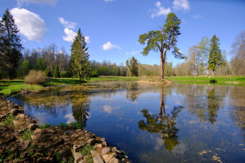 Сосна №966photo preview