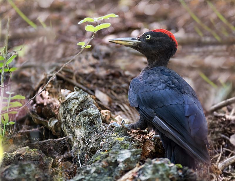 птица, чёрный дятел, желна, лес, Желна.. своя охота.photo preview