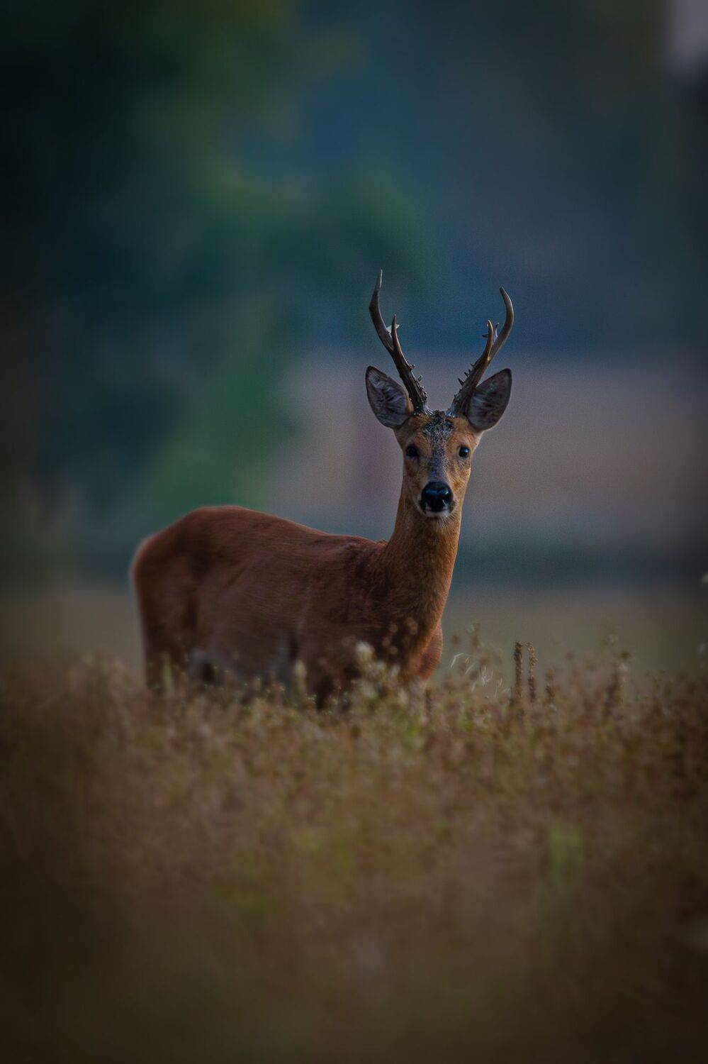 Косуля. Автор: Гильманов Артур , Гильманов Артур