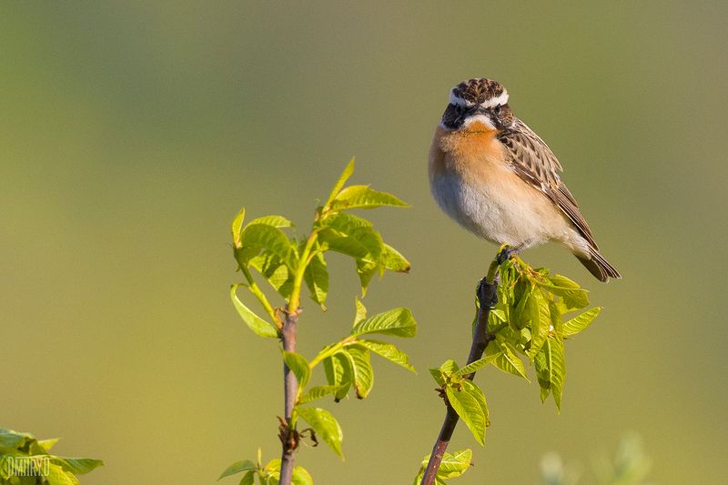 Луговой чекан фото превью