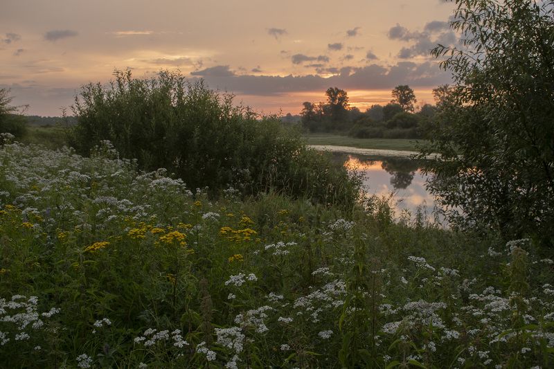 Рассвет, озеро, луг, цветы, отражение, лето, трава, зелень Цветущий рассветphoto preview