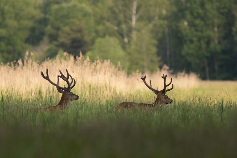 ssaki,las,fauna,dzika przyroda,fotografia Jeleniephoto preview