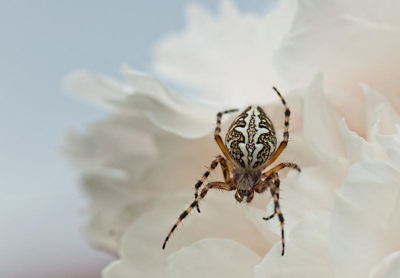 макро, паук, цветок ***photo preview