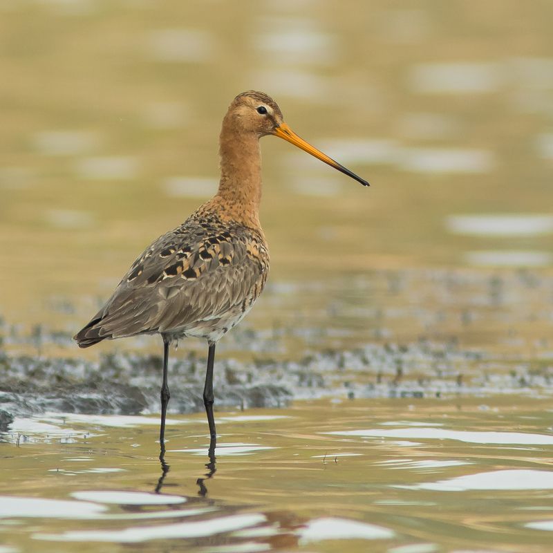 большой веретенник Большой веретенникphoto preview