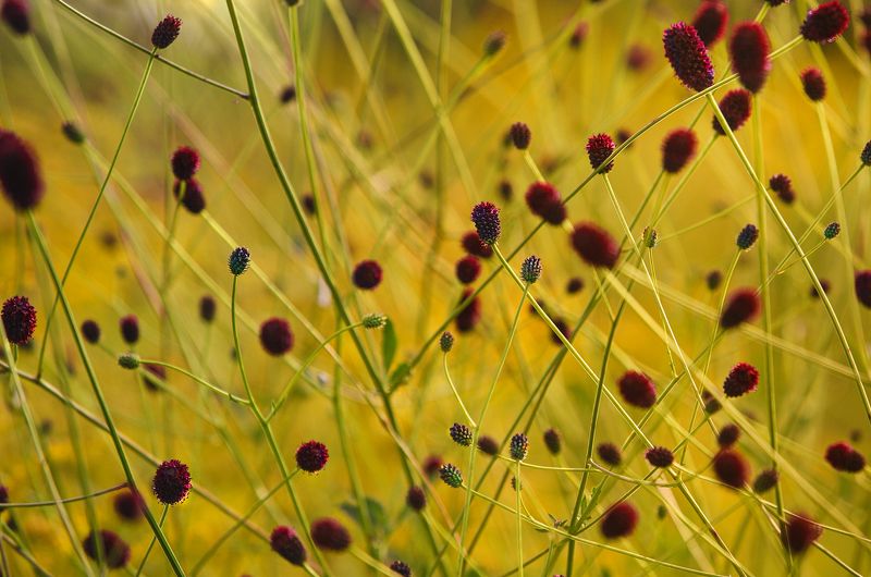 цветы, лето, цвет желтый Августphoto preview