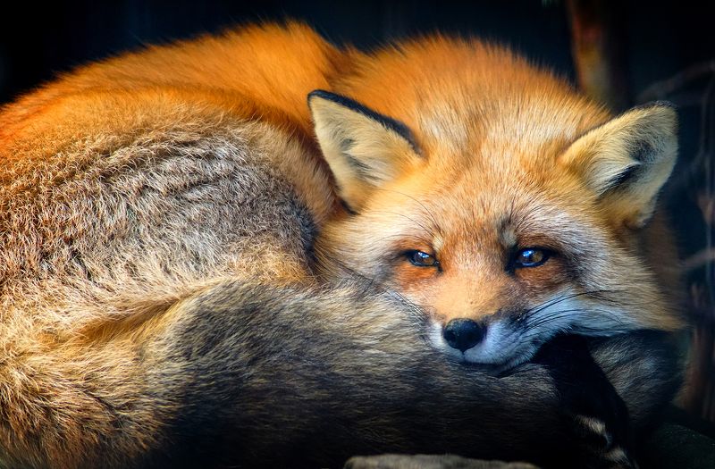 Рыжая красавицаphoto preview