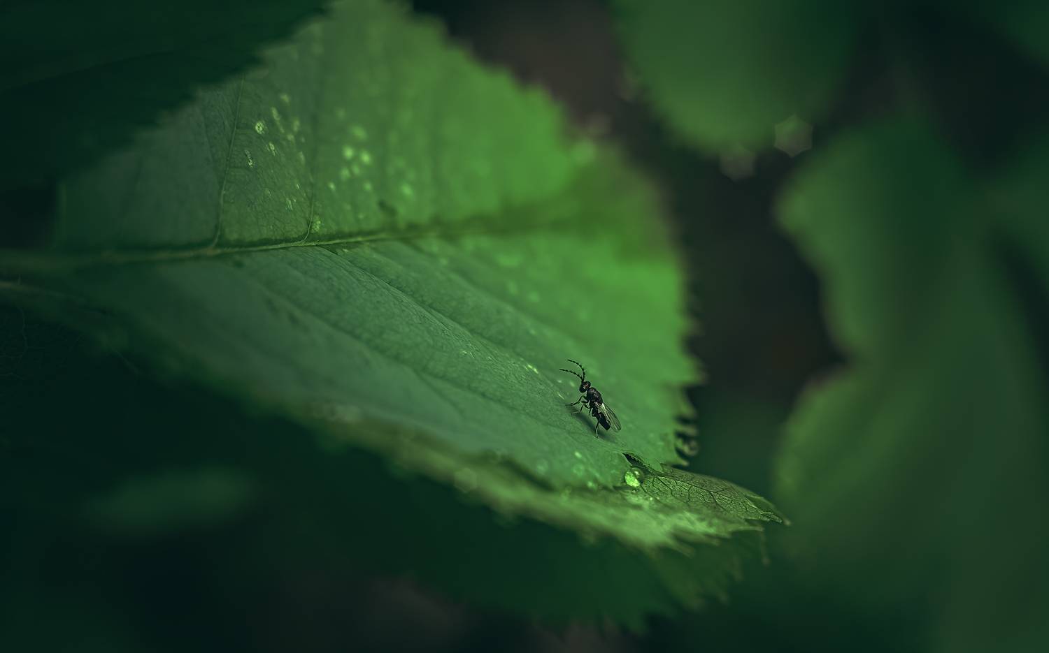 В большом зеленом мире. Автор: Andrey Rut , Andrey Rut