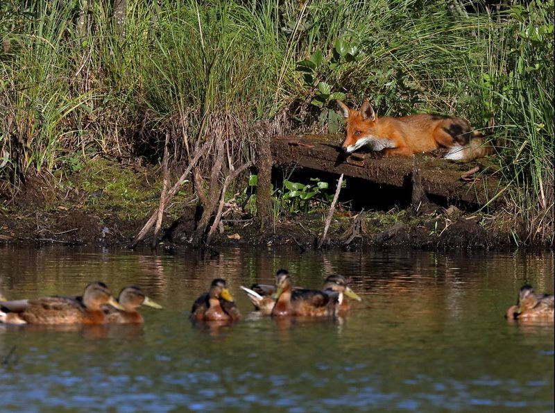 Хоть видит око, да зуб неймётphoto preview