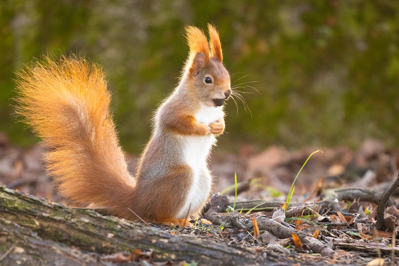 Squirrelphoto preview