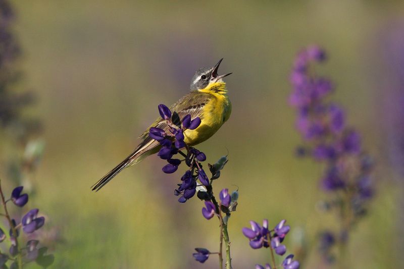 жёлтая трясогузка, трясогузка, motacilla flava, yellow wagtail, wagtail Поющие в люпинахphoto preview