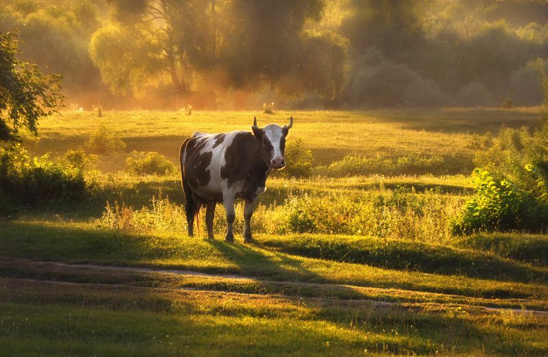 Пора домой photo preview