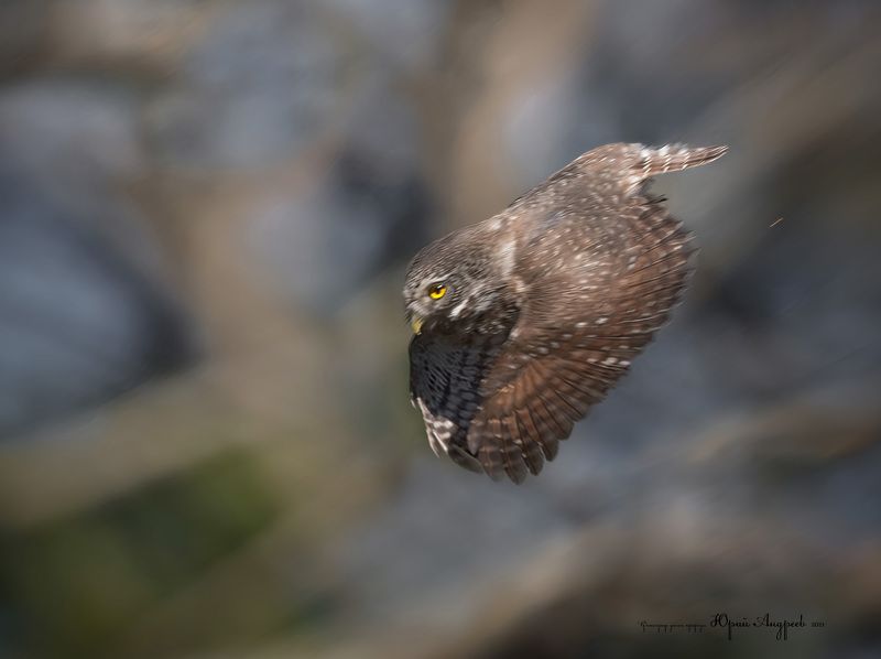 совы, воробьиный сыч, полёт сыча, крутое пике, заход на посадку Крутое пике фото превью