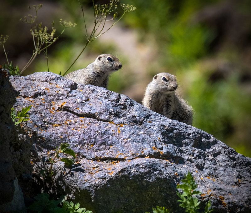 Симпатягиphoto preview