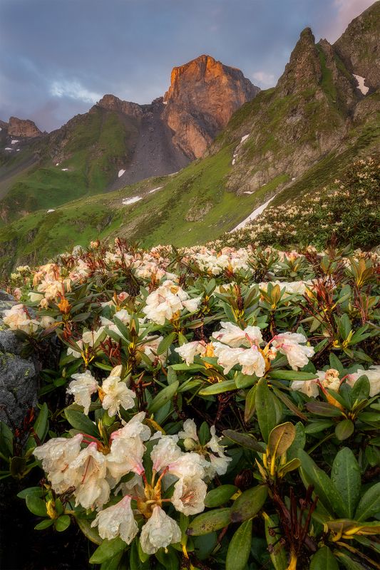 россия, кчр, кавказ, пейзаж, природа, горы, озера, загеданские озера, закат, цветы, рододендрон, сергейалтушкин Загедан-скала фото превью