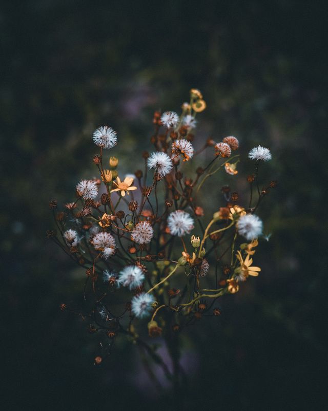 Лесноеphoto preview