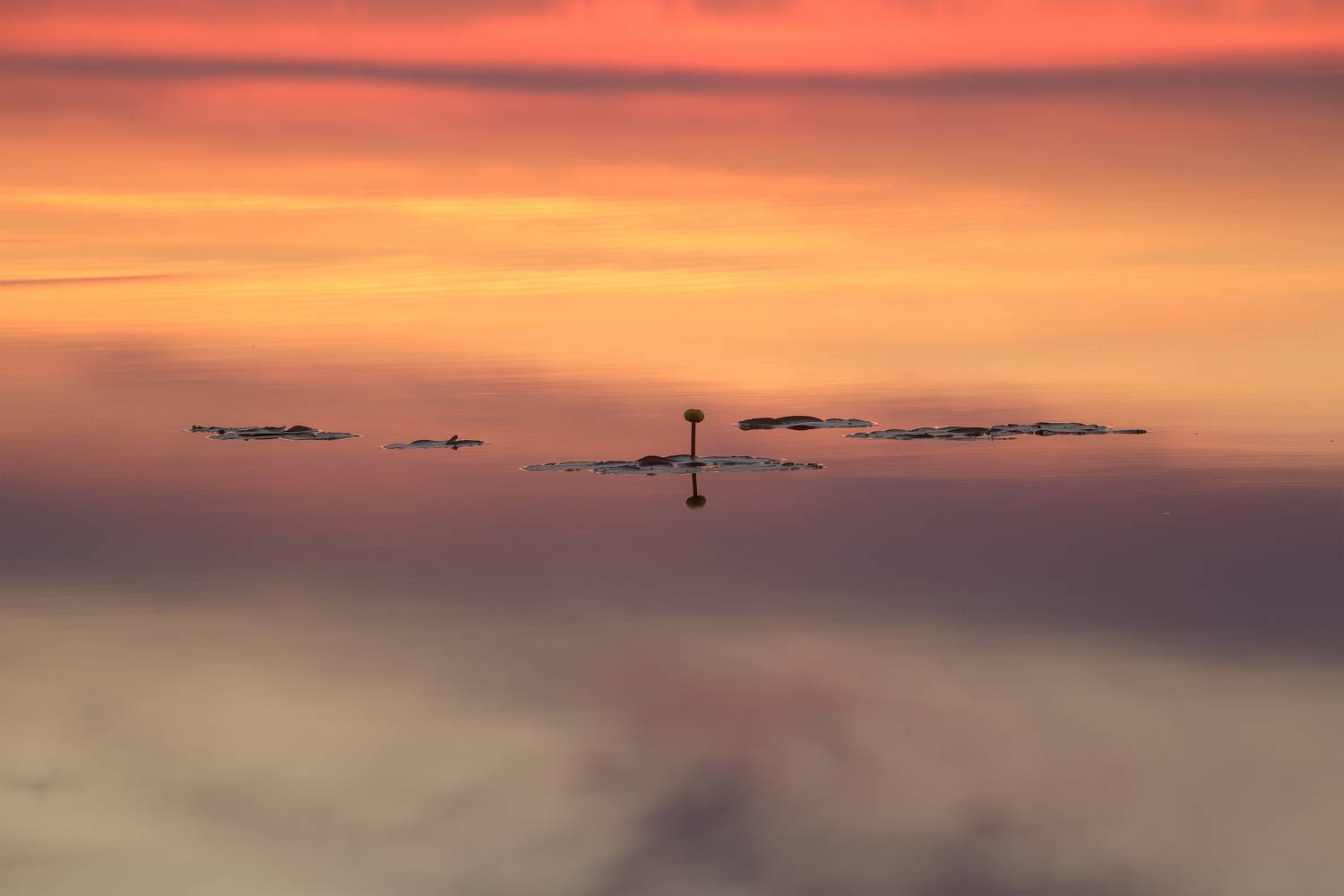 пейзаж, закат, кубышка, болото, север, landscape, sunset, swamp, north, вода, water, lake, озеро, Чаланов Иван