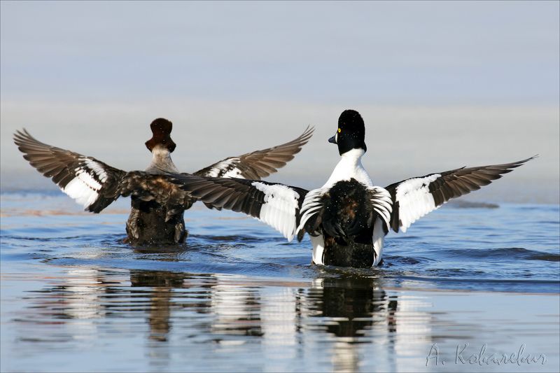 гоголь Синхронисты фото превью