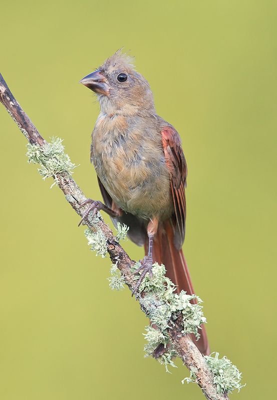 красный кардинал, northern cardinal, cardinal,кардинал Juvenile Northern Cardinal - Красный кардиналphoto preview