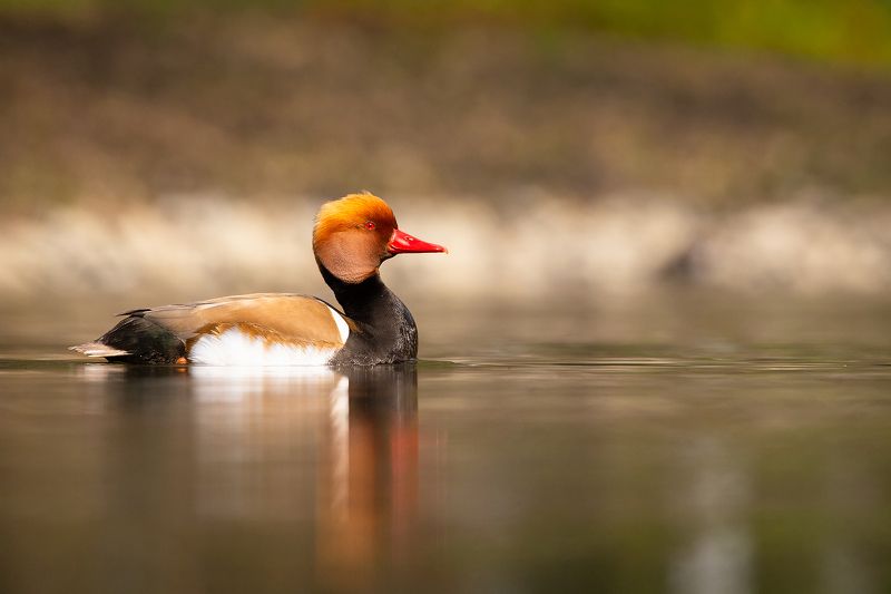 Southern pochardphoto preview