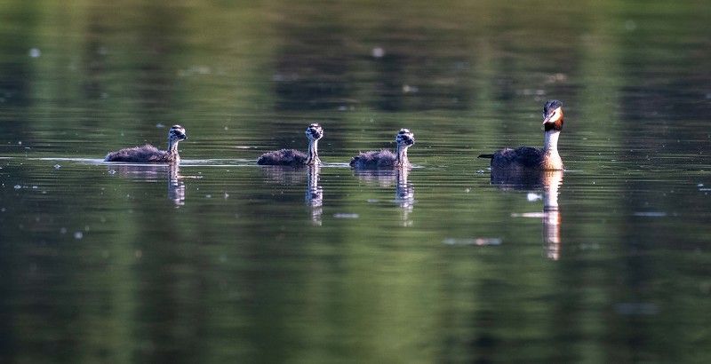 птицы,москва,природа,лето,россия Чемга с выводкомphoto preview
