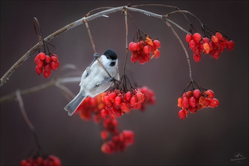 красный бор, беларусь, фототур в красный бор, фотоохота в красном бору, синица-гаичка, калина Калина красная ..photo preview