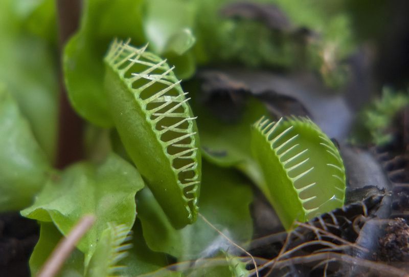 растения-хищники, парк, челюсти Венерина мухоловкаphoto preview