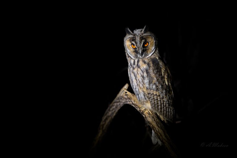 Ушастикиphoto preview